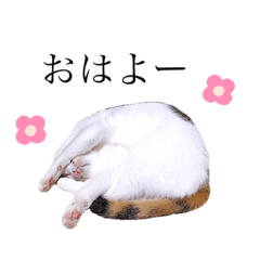 [LINEスタンプ] かわいいふゆちゃん