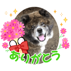 [LINEスタンプ] りゅうの気持ち（秋田犬）パート11