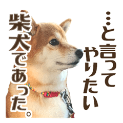 [LINEスタンプ] はっきり言いたい柴犬スタンプ