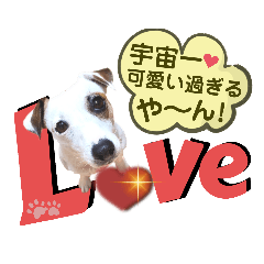 [LINEスタンプ] 愛犬♡ハナコのスタンプ年末年始もあるよ18