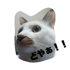 [LINEスタンプ] のんびり猫、福の日常