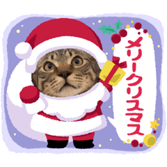 [LINEスタンプ] ハッピー＆ラッキースタンプ(=^ェ^=) ③の画像（メイン）