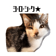 [LINEスタンプ] ネコロミコロン-ゆるい気持ちのネコ-
