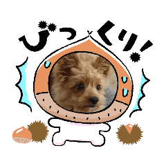 [LINEスタンプ] ポメプーのさくら