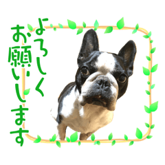 [LINEスタンプ] フレームの中のフレンチブルドッグ