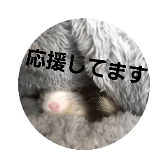 [LINEスタンプ] 新 ハムスターとデグーの日常