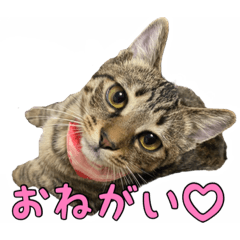 [LINEスタンプ] 愛しのこまちのきもち