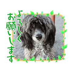 [LINEスタンプ] ハッピーちゃん☆スタンプ