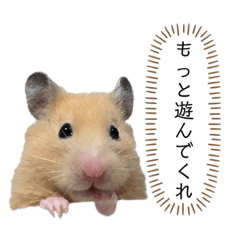 [LINEスタンプ] ●キンクマハムスター心の声●