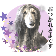 [LINEスタンプ] 日常的に使えるアフガンハウンドです