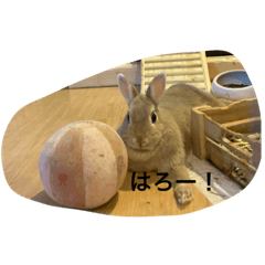 [LINEスタンプ] うさうさうさどんっ