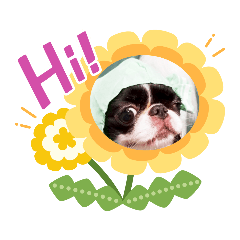 [LINEスタンプ] 狆犬 ふー