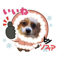 [LINEスタンプ] 冬のわんこ達