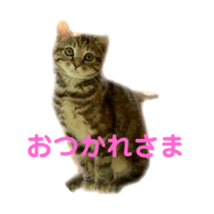 [LINEスタンプ] クルミさんの労いの言葉