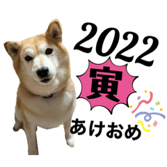 [LINEスタンプ] 柴犬らんのお正月.
