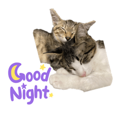 [LINEスタンプ] 岡村猫