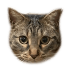 [LINEスタンプ] むぎいのすたんぷ