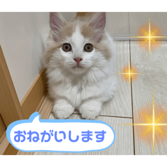 [LINEスタンプ] マンチカンの日常スタンプ