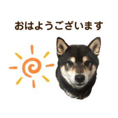 [LINEスタンプ] 黒柴優作2