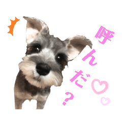 [LINEスタンプ] あざとい❤こなつ(ミニチュアシュナウザー)