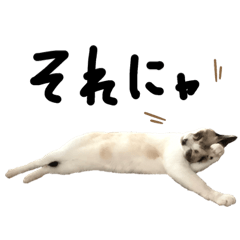 [LINEスタンプ] もちねむリアクション