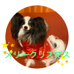 [LINEスタンプ] パピヨンのサラ