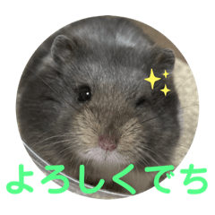 [LINEスタンプ] ハム庭スタンプ②