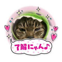 [LINEスタンプ] クーちゃんスタンプ（その1）