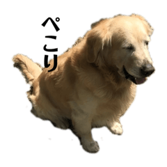 [LINEスタンプ] 犬スタンプ(犬)