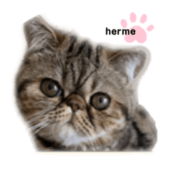 [LINEスタンプ] herme's dairy 3