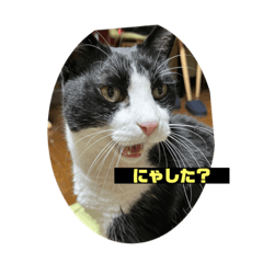 [LINEスタンプ] 猫のシンちゃん