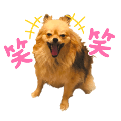 [LINEスタンプ] 【犬】ゆりの日常（～1歳）