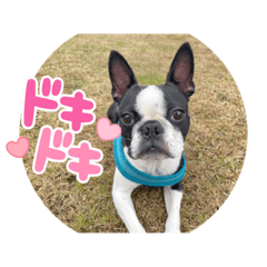 [LINEスタンプ] GO☆GOヨウちゃん！！