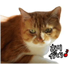 [LINEスタンプ] おちゃましうしはうす2