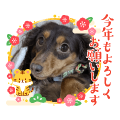 [LINEスタンプ] ココアちゃん☆