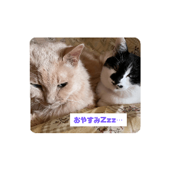 [LINEスタンプ] 我が家のkitty