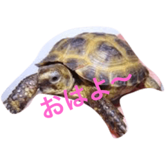 [LINEスタンプ] のほほん日常会話