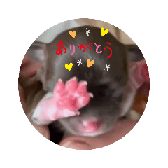 [LINEスタンプ] ちゃぴ5の1