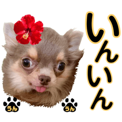 [LINEスタンプ] チワワ セ♡マロン・レア♡沖縄方言③