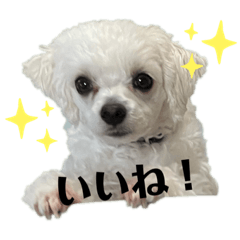 [LINEスタンプ] ハル＆モチャ-4
