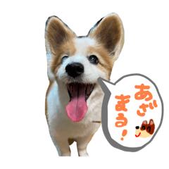 [LINEスタンプ] 世界で1番可愛い犬Part2