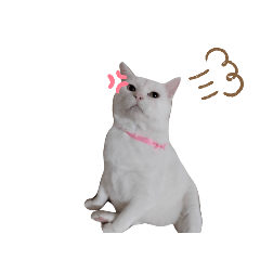 [LINEスタンプ] ぐうたらねこ こゆき