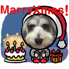 [LINEスタンプ] シュナみんなのクリスマス