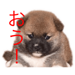 [LINEスタンプ] 天晴れ Merry Christmas