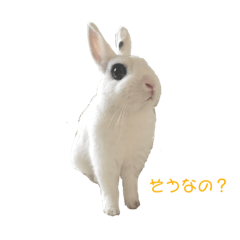 [LINEスタンプ] ふんわりパンダうさぎプント