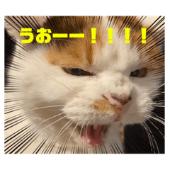 [LINEスタンプ] キナコツブラリ！