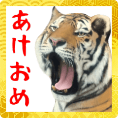 [LINEスタンプ] 飛び出す！リアルな寅の迫力満点な年末年始の画像（メイン）