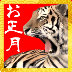 [LINEスタンプ] ほほえみフレンズ！寅(トラ)の正月スタンプの画像（メイン）