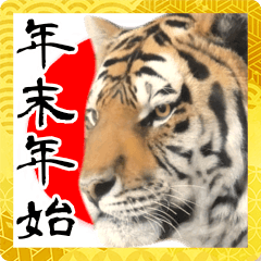 [LINEスタンプ] 動物園のトラBIGスタンプ！年末年始 2022年