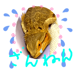 [LINEスタンプ] フトアゴ我太郎『色んな気持ち』スタンプ